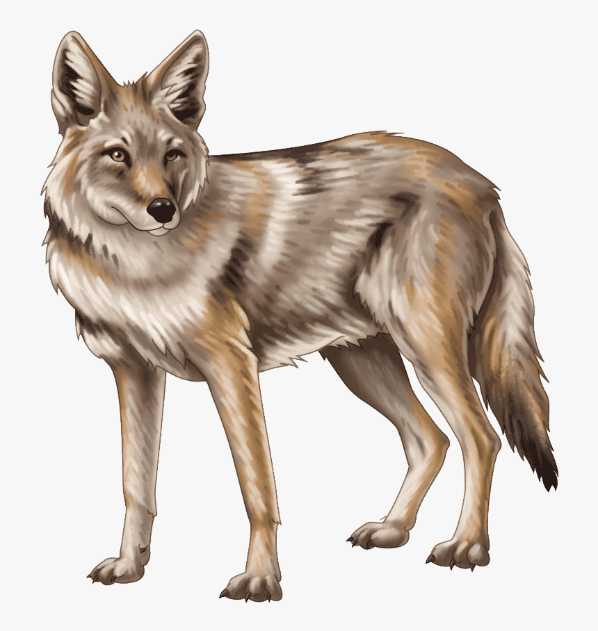 Coyote Png - Jackal - Transparent Transparent Background Coyote Clipart, Png Download, Free Download