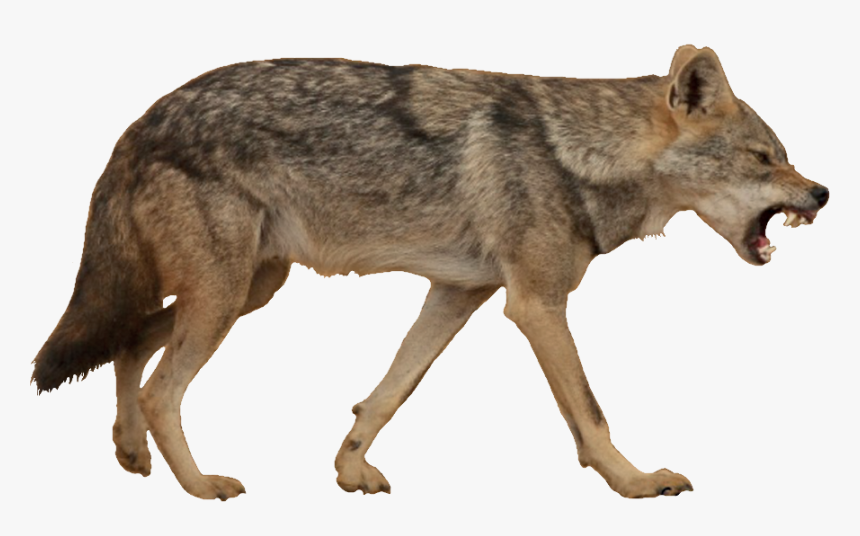 Coyote Png - Coyote With White Background, Transparent Png, Free Download