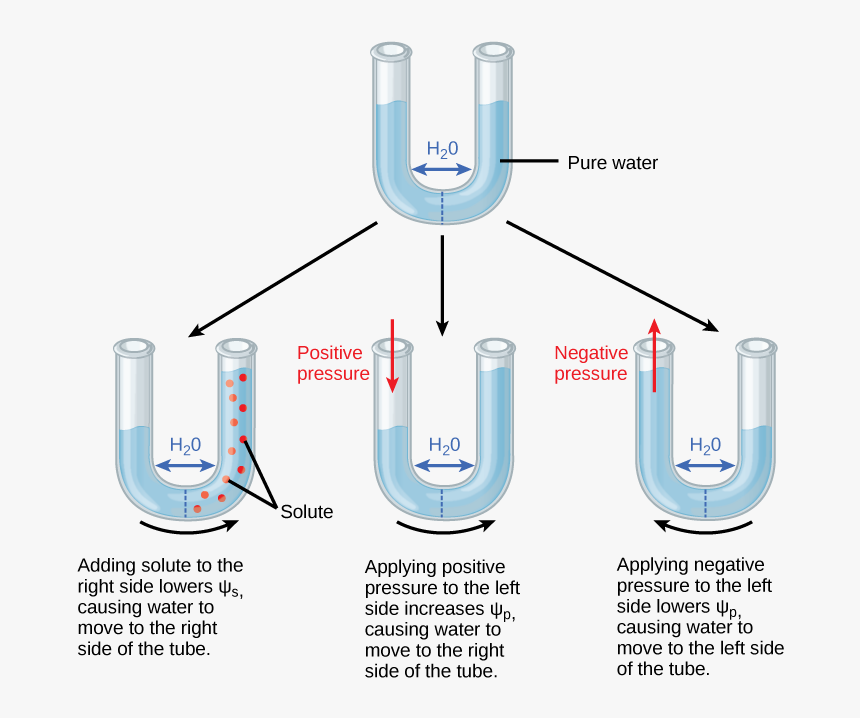 Lower Solute Potential Means, HD Png Download, Free Download