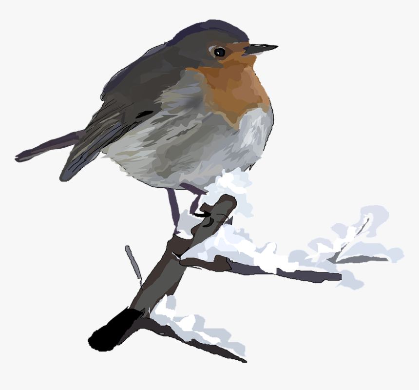 Red, Robin, Bird, Animal, Winter - Robin In Snow Clip Art, HD Png Download, Free Download