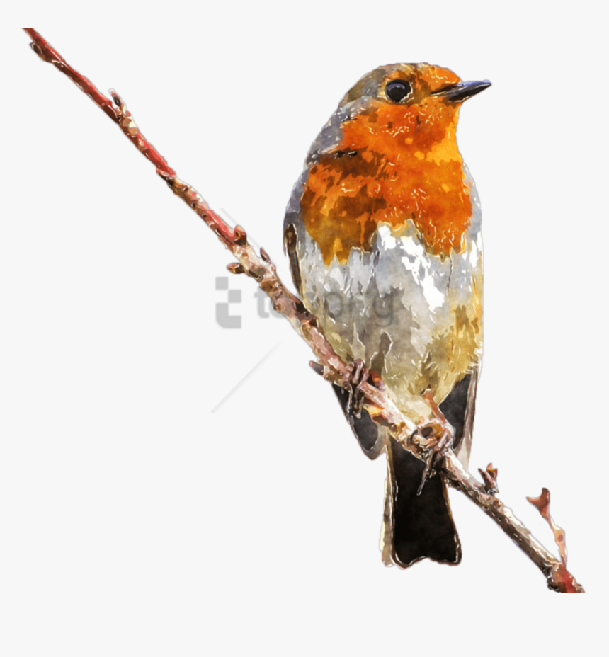 Eastern-bluebird - Royalty Free Images Birds, HD Png Download, Free Download