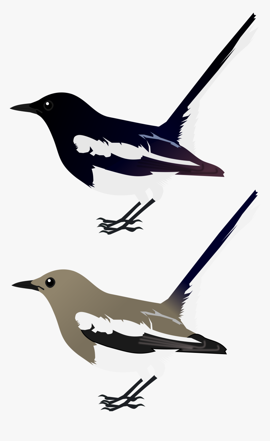 Robin Vector In Flight - Oriental Magpie Robin Png, Transparent Png, Free Download