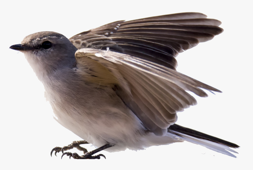 All Birds Wiki - Carolina Wren, HD Png Download, Free Download