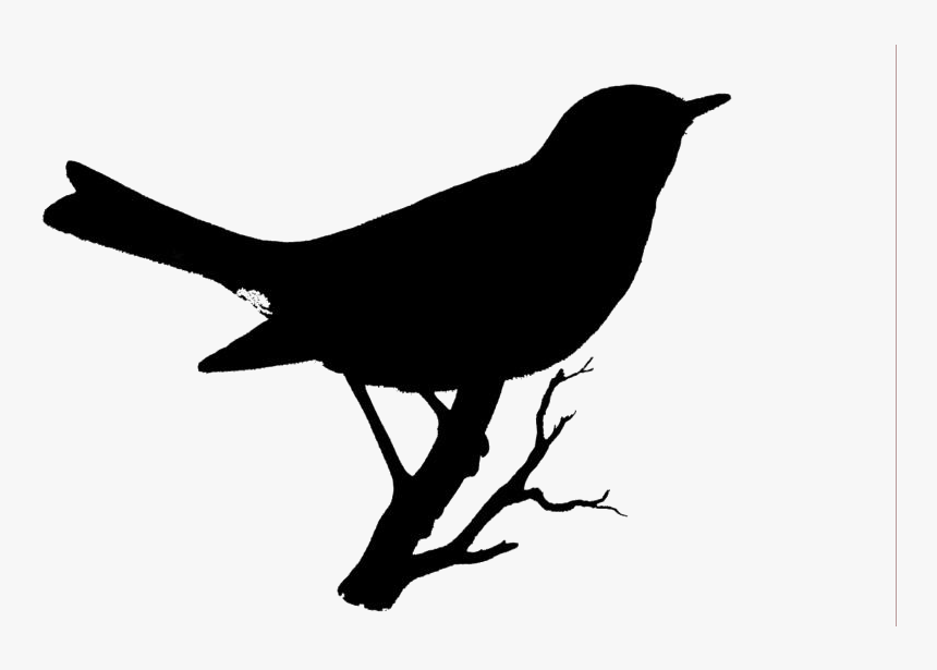 Robin Bird On Branch Png Hd Transparent Wallpaper - Vintage Bird Drawings, Png Download, Free Download