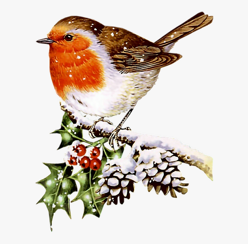 #bird #birds #robin #winter #christmas #terrieasterly - Birds Related To Christmas, HD Png Download, Free Download
