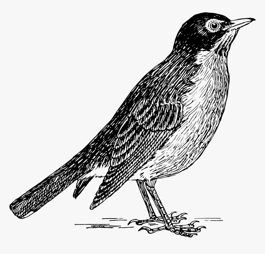 Robin - Robin Clipart Black And White, HD Png Download, Free Download