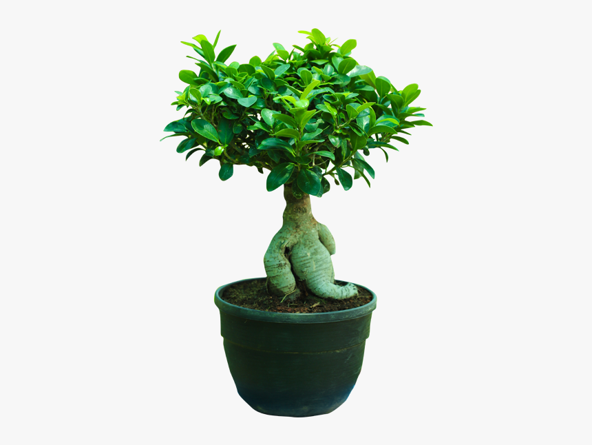 Plant,flowering Plant,jade Flower,bonsai - Bonsai Ficus Png, Transparent Png, Free Download