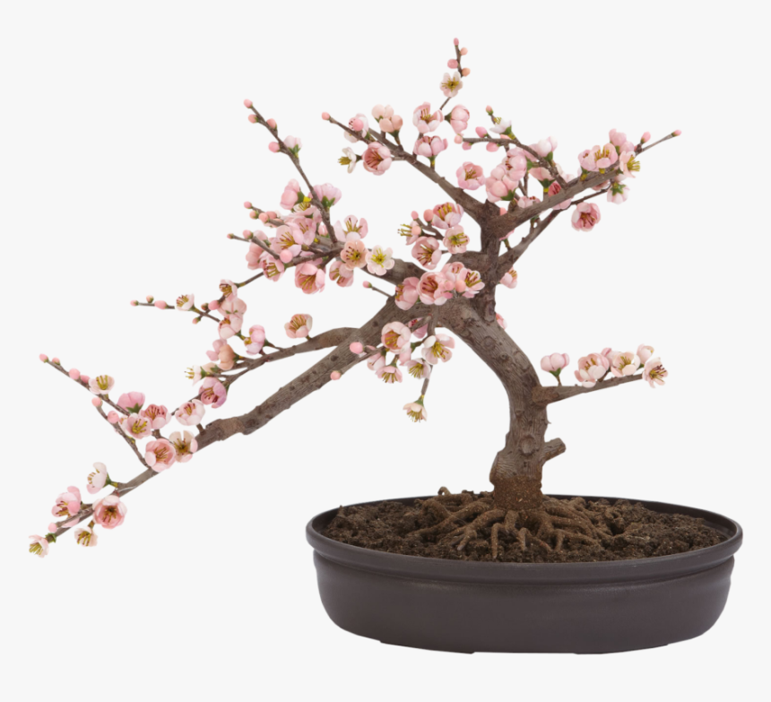 Cherry Blossom Bonsai Tree, HD Png Download, Free Download