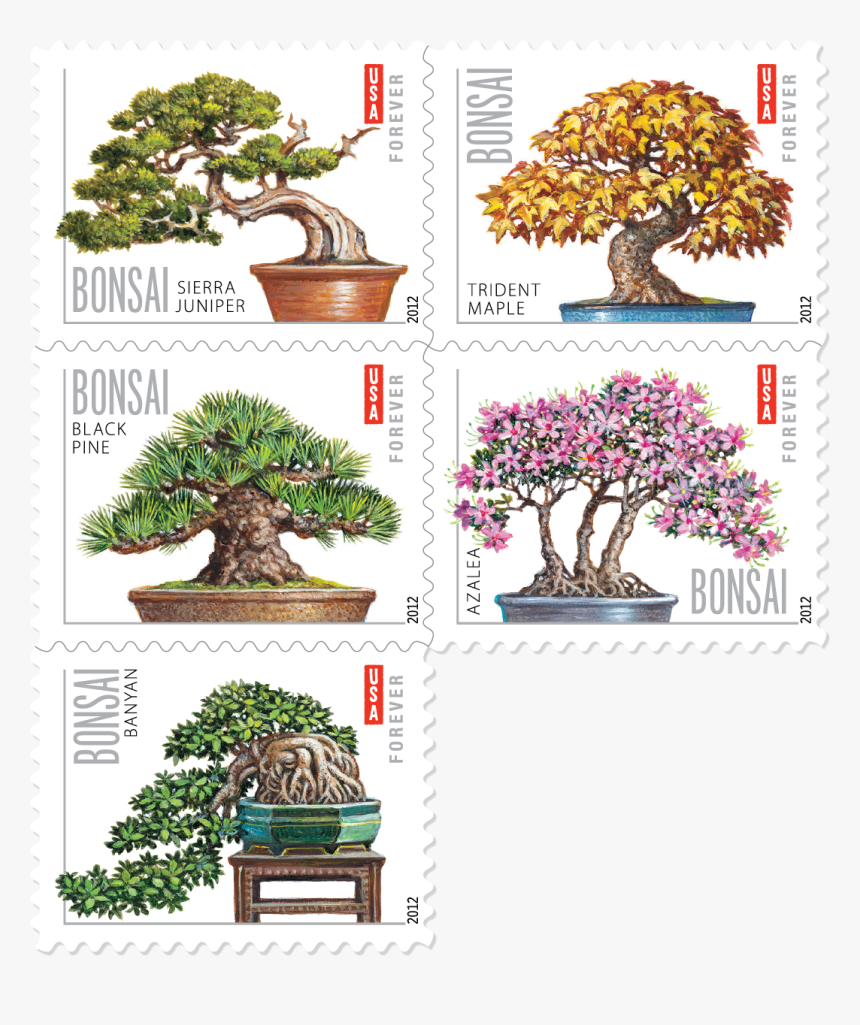 Transparent Bonsai Clipart - Bonsai Stamps, HD Png Download, Free Download