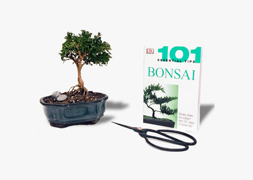 Bonsai Gift, HD Png Download, Free Download