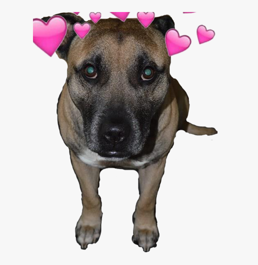 My Beautiful Dog - Staffordshire Bull Terrier, HD Png Download, Free Download