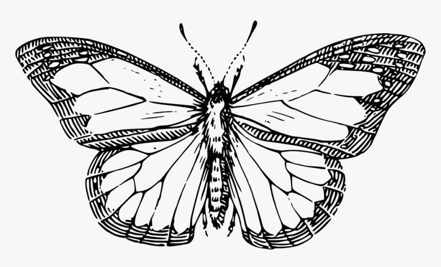 Butterfly, Wings, Insect, Antenna - Drawing Black And White Butterfly, HD Png Download, Free Download