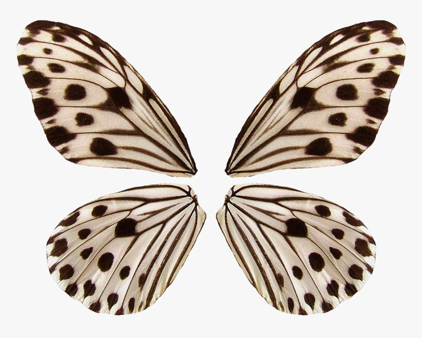 Small Wood Nymph Butterfly, HD Png Download, Free Download