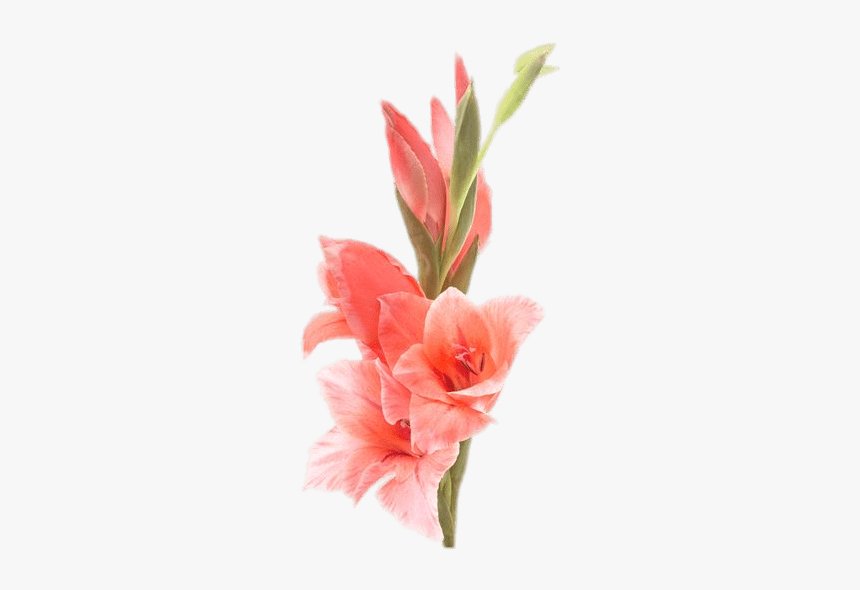 Gladiolus - Gladiolus Png, Transparent Png, Free Download