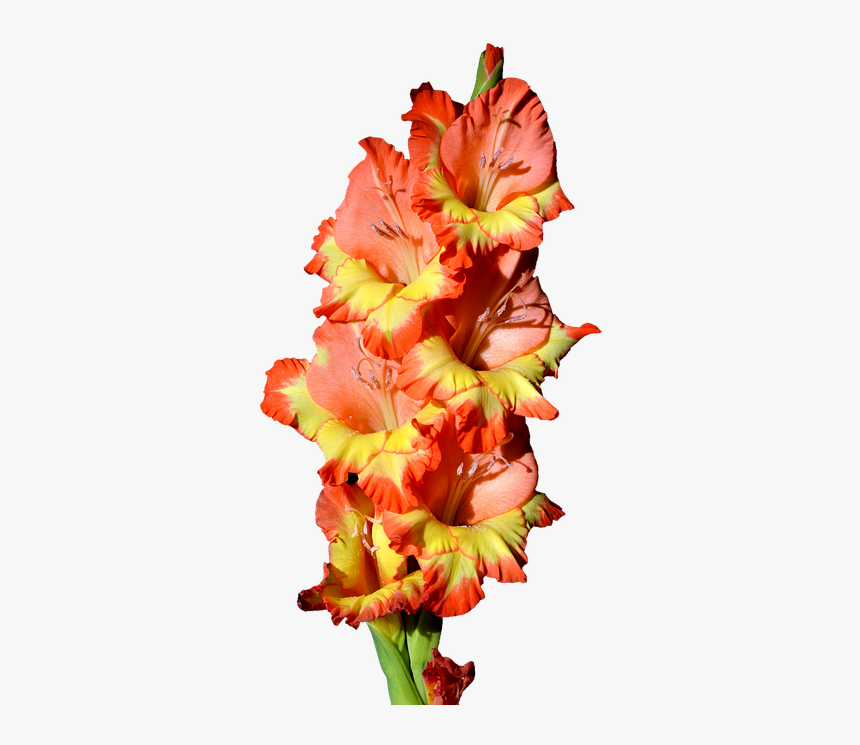 Gladiolus, Gladidus, Butterfly Greenhouse, Sword Flower - Gladiolus Clipart, HD Png Download, Free Download