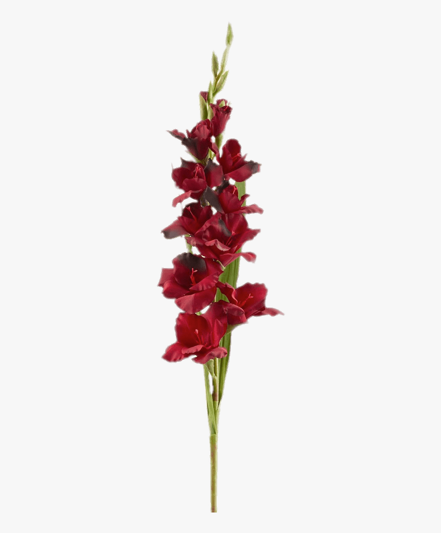 Red Gladiolus - Clip Art, HD Png Download, Free Download
