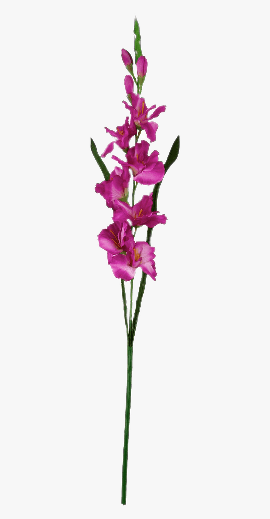 Dark Pink Gladiolus - Cattleya Elongata, HD Png Download, Free Download