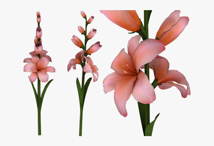 Gladiolus Png Hd - Portable Network Graphics, Transparent Png, Free Download