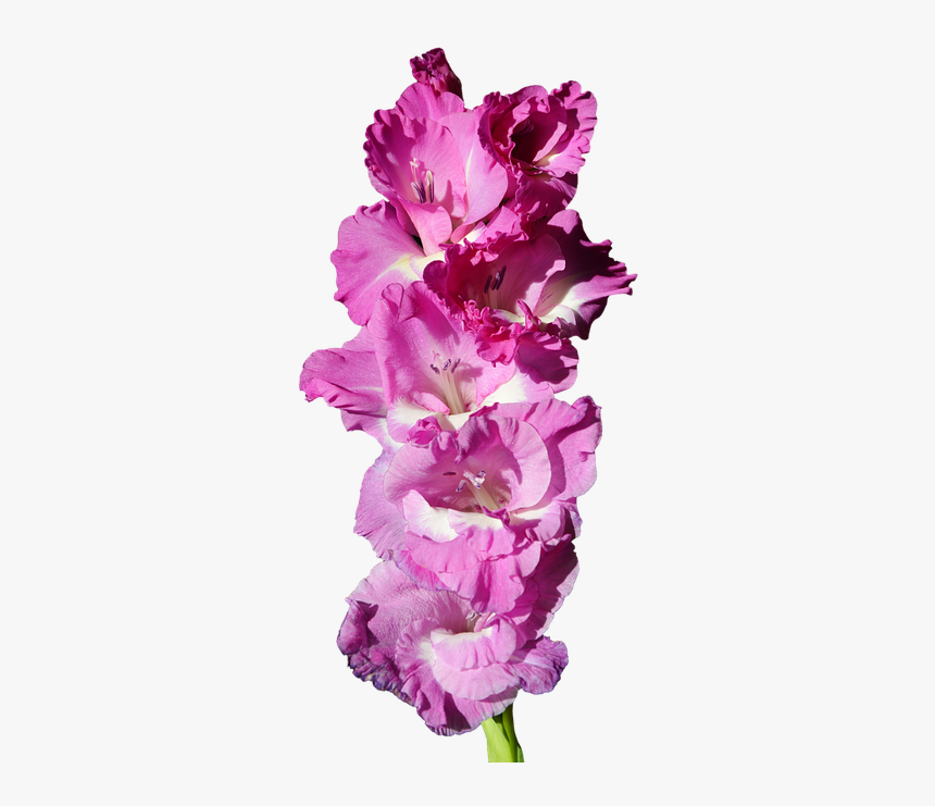 Gladiolus, Gladidus, Butterfly Greenhouse, Sword Flower - Gladiolo Png, Transparent Png, Free Download