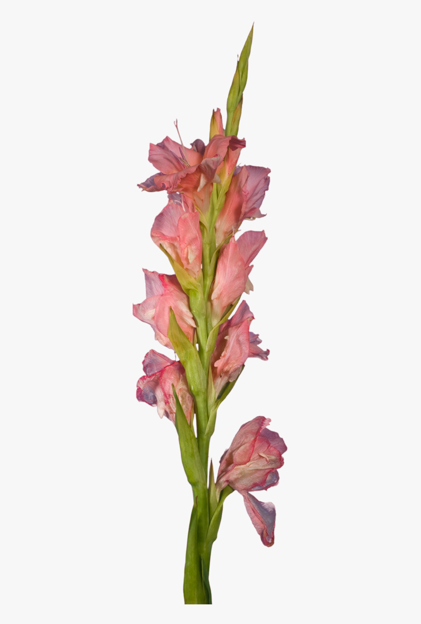 Transparent Gladiolus Png - Gladiolus, Png Download, Free Download