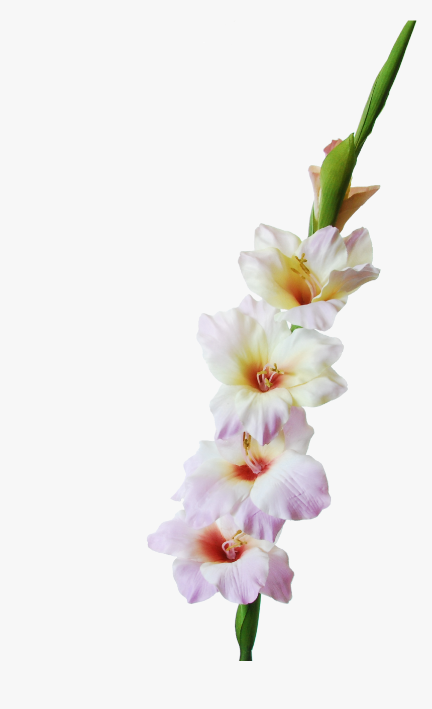 Gladiolus - Portable Network Graphics, HD Png Download, Free Download