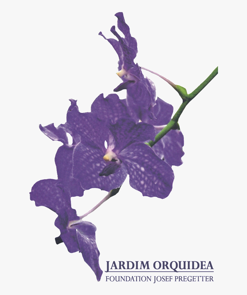 Jardim Orquidea, Foundation Josef Pregetter - Viola, HD Png Download, Free Download