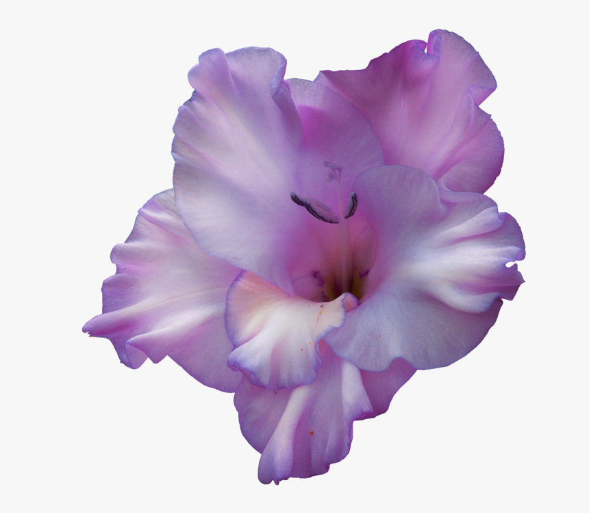 Purple Gladiolus Flower Png , Png Download, Transparent Png, Free Download