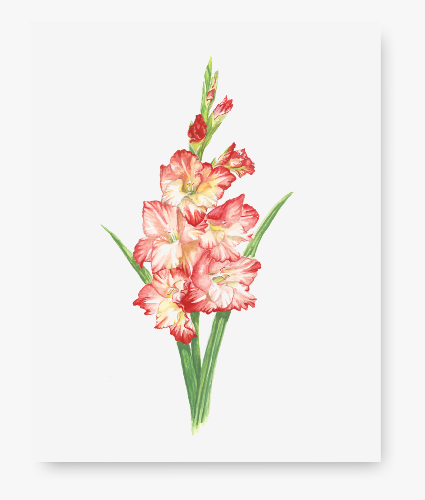 Gladiolus Print - Gladiolus, HD Png Download, Free Download