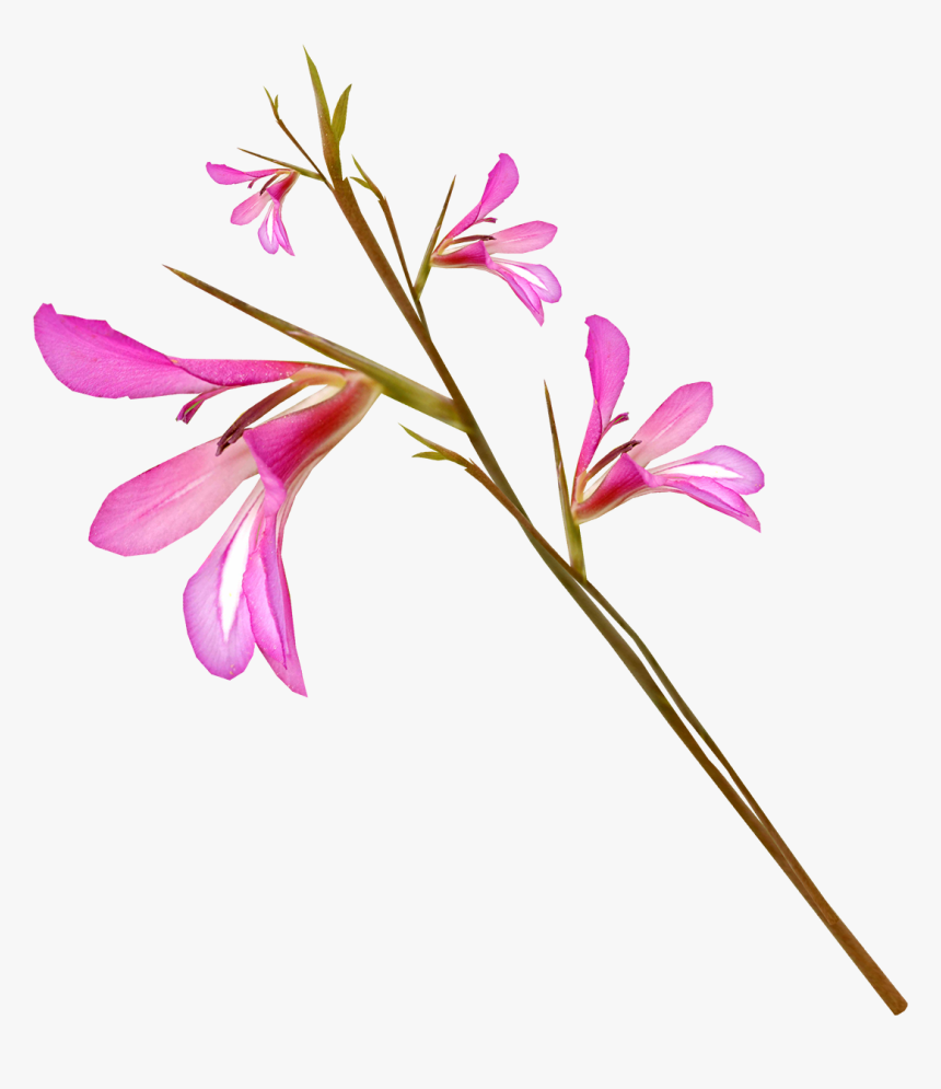 Gladiolus Drawing Stem - Flower, HD Png Download, Free Download