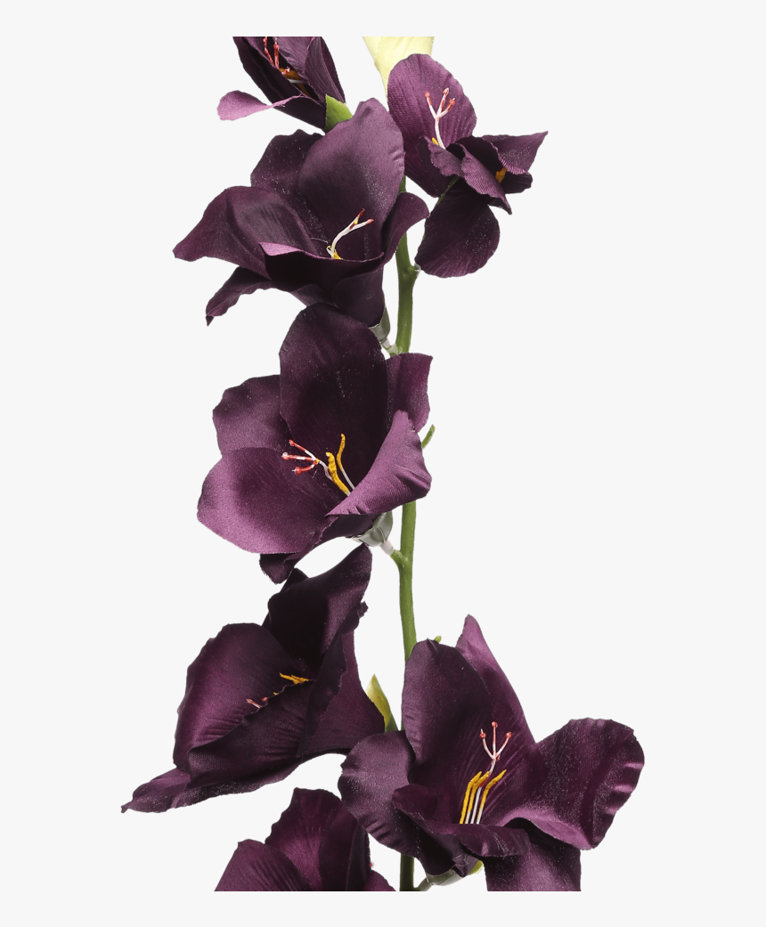 Gladiolus Spray Plum, HD Png Download, Free Download