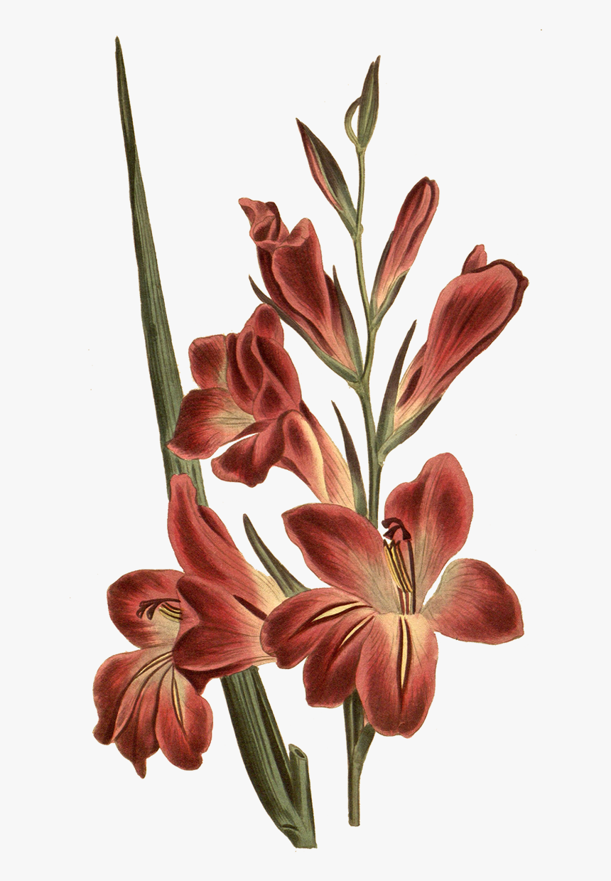 Gladiolus Botanical Illustration , Png Download - Gladiolus Flower Tattoo, Transparent Png, Free Download