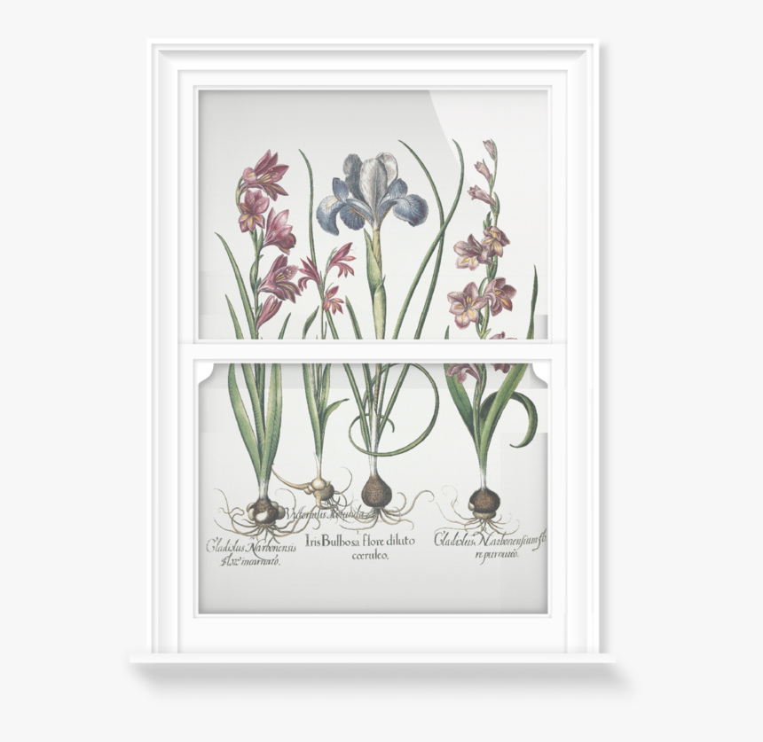 Iris And Gladiolus, HD Png Download, Free Download