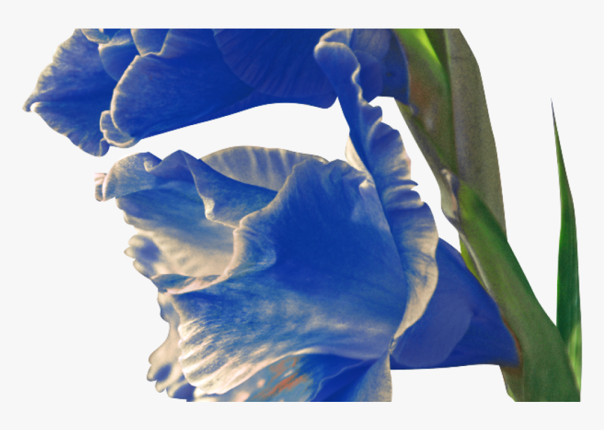 Iris , Png Download - Iris, Transparent Png, Free Download