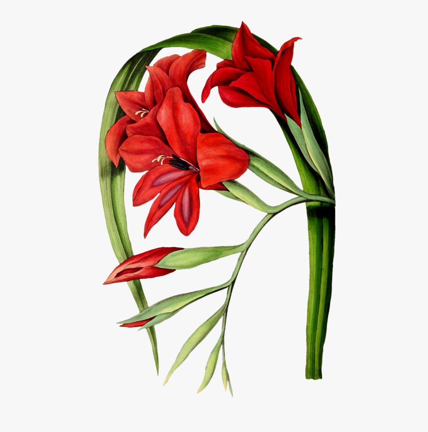 Transparent Gladiolus Png - Botanical Gladiolus, Png Download, Free Download