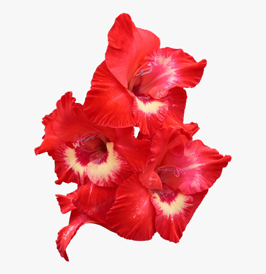 Обои На Телефон Гладиолусы, HD Png Download, Free Download