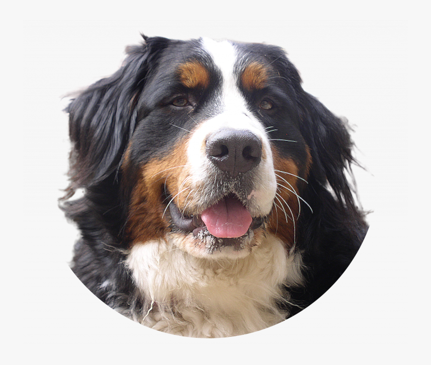 Download And Use Dogs Png Picture - Dog, Transparent Png, Free Download