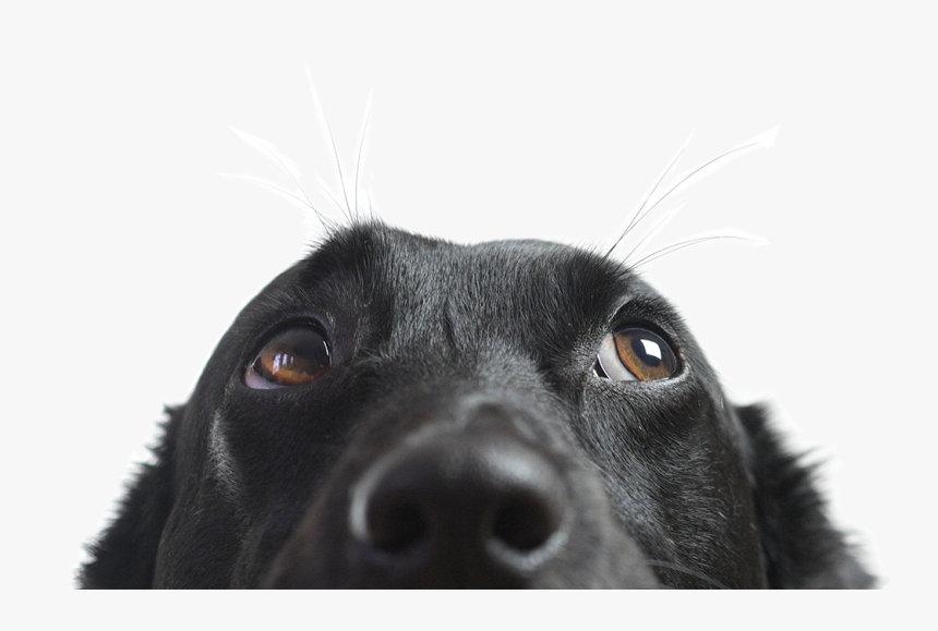 Animal Nose Png - Dog Peeking, Transparent Png, Free Download