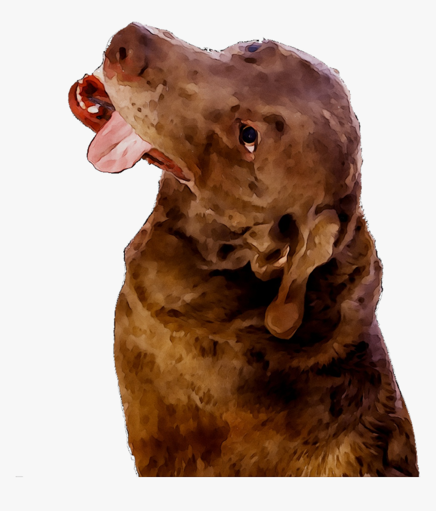 Boykin Chesapeake Breed Dog Bay Spaniel Retriever Clipart - Dog Yawns, HD Png Download, Free Download