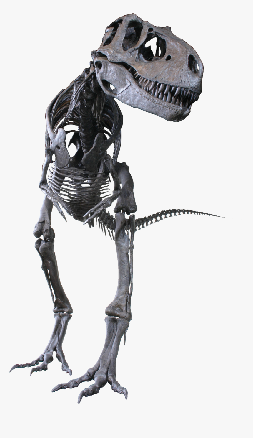 Albertosaurus Sarcophagus, HD Png Download, Free Download