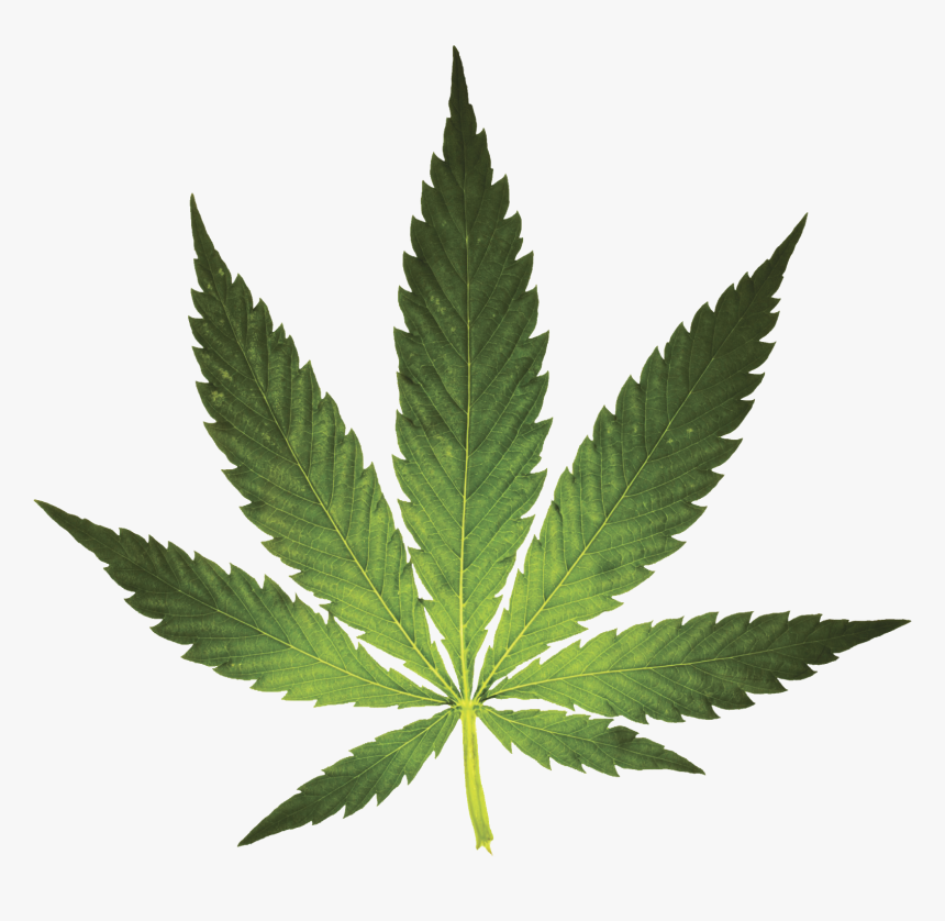 Transparent Pot Leaf, HD Png Download, Free Download