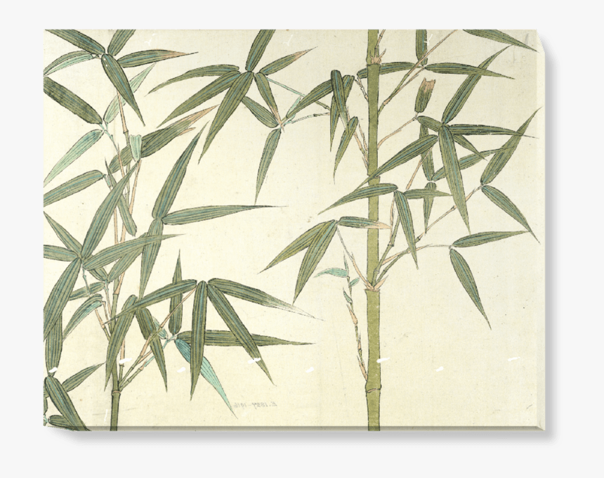 Bamboo Drawing, HD Png Download, Free Download