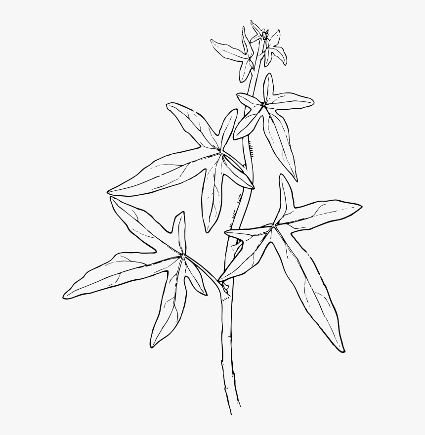 Ivy - Drawing Of Medicinal Plants, HD Png Download, Free Download