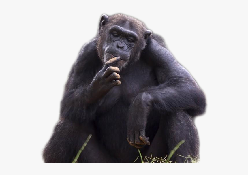 Chimpanzee Png Image - Apes Monkeys, Transparent Png, Free Download