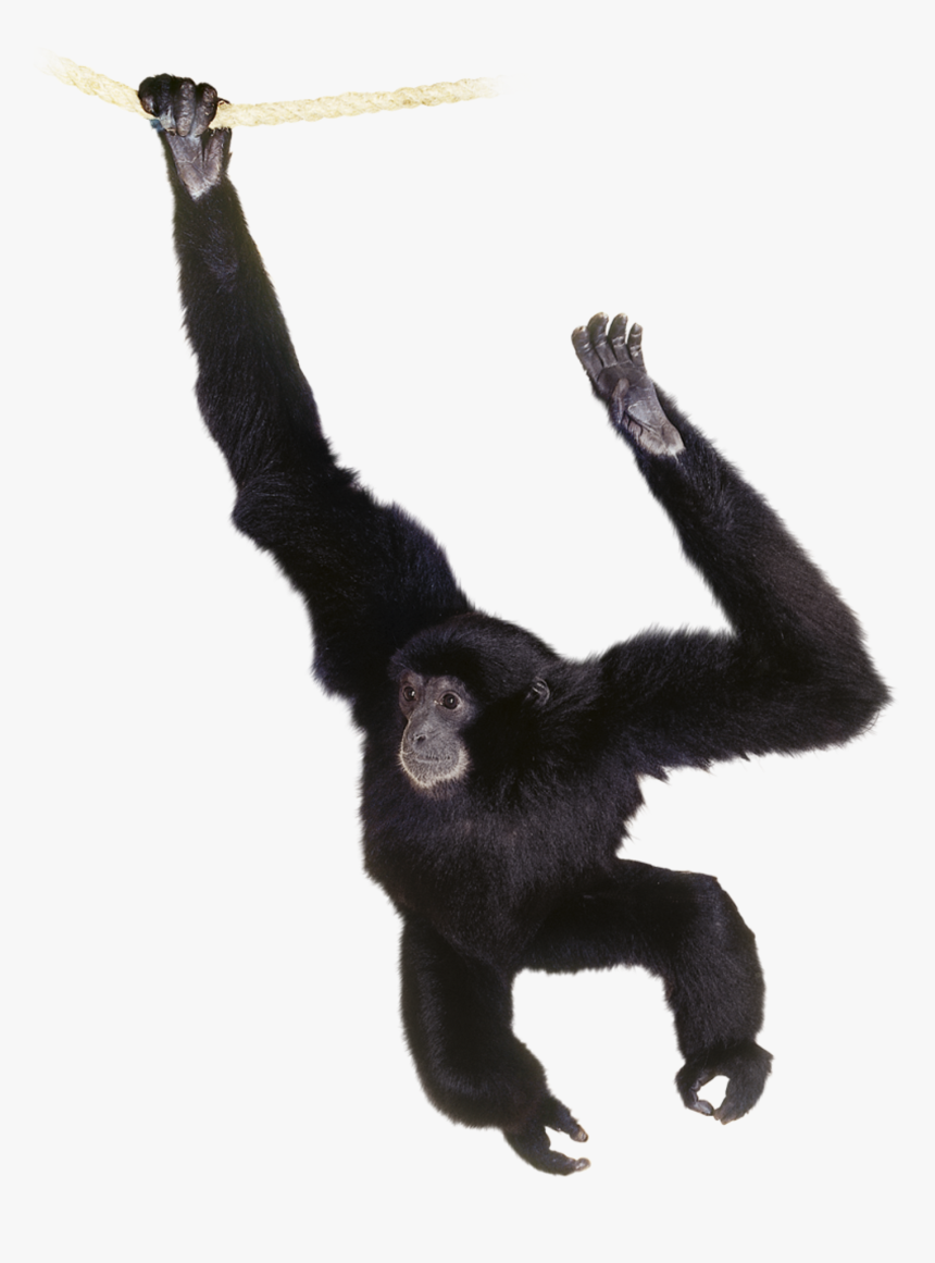 Siamang Clipart , Png Download - Siamang Clipart, Transparent Png, Free Download