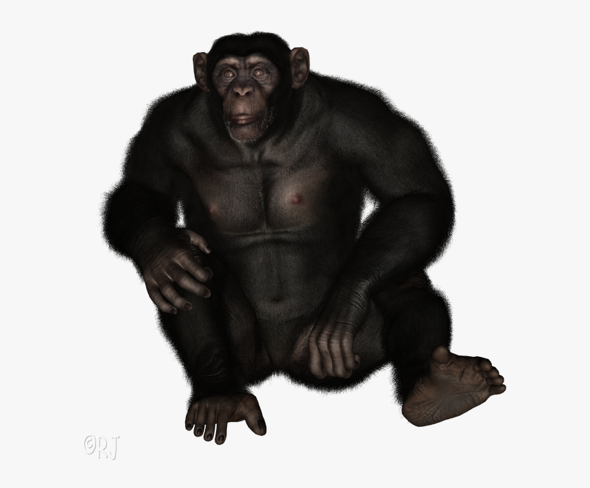 Common Chimpanzee, HD Png Download, Free Download