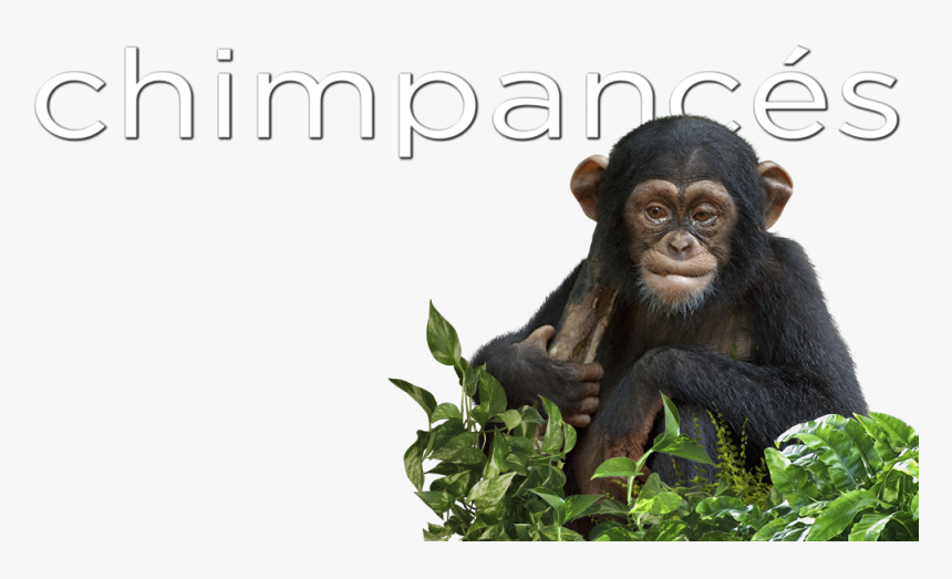 Common Chimpanzee, HD Png Download, Free Download