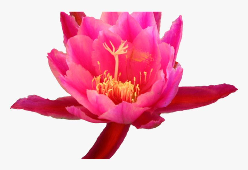 Transparent Cactus Tumblr - Cactus Flower Clip Art, HD Png Download, Free Download