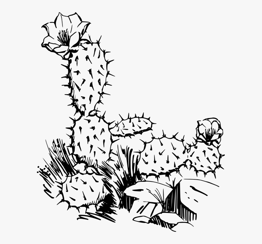 Cactus Clip Art, HD Png Download, Free Download