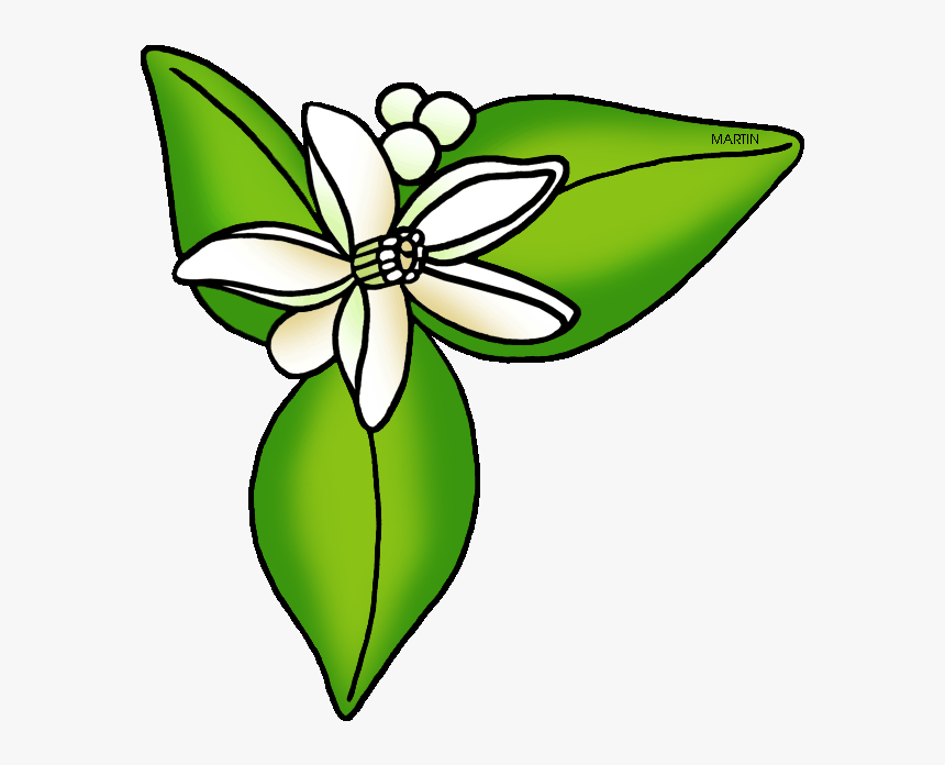 United States Clip Art By Phillip Martin, Florida State - Orange Blossom Clipart, HD Png Download, Free Download
