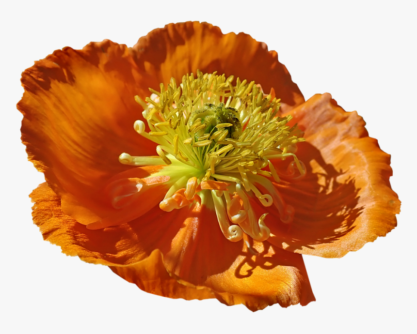 Flower Poppy, Macro, Pollen, Garden, Nature, Cut Out - Corn Poppy, HD Png Download, Free Download
